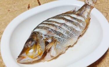 釣魚で作る「焼くだけ簡単」レシピ：ハマフエフキの白焼き　30cm級の小…