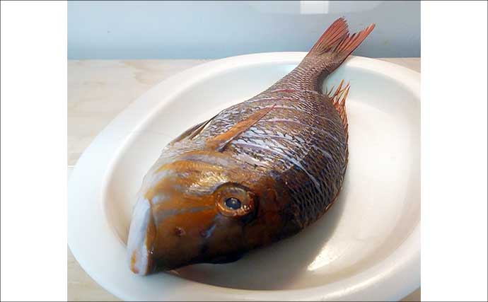 釣魚で作る「焼くだけ簡単」レシピ：ハマフエフキの白焼き　30cm級の小型がオススメ