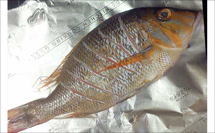 釣魚で作る「焼くだけ簡単」レシピ：ハマフエフキの白焼き　30cm級の小型がオススメ