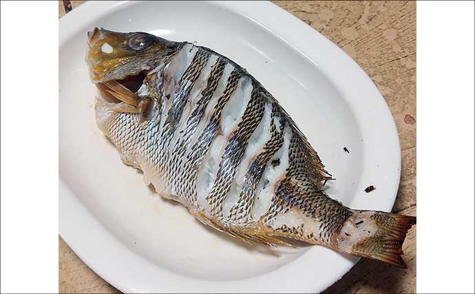 釣魚で作る「焼くだけ簡単」レシピ：ハマフエフキの白焼き　30cm級の小型がオススメ