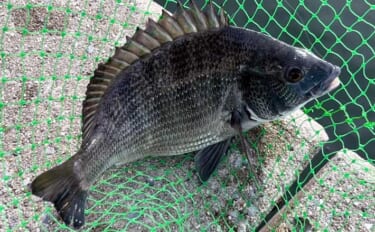 「鯛めしが食べたい！」漁港ランガン落とし込み釣りでクロダイを狙う【知多半島】