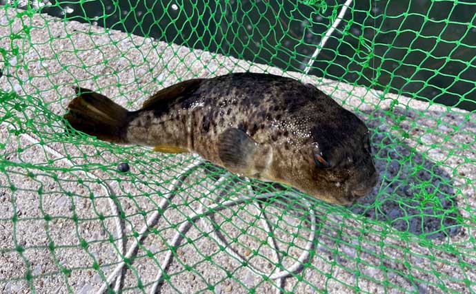 「鯛めしが食べたい！」漁港ランガン落とし込み釣りでクロダイを狙う【知多半島】
