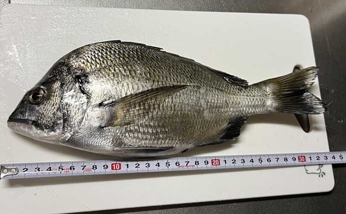 「鯛めしが食べたい！」漁港ランガン落とし込み釣りでクロダイを狙う【知多半島】