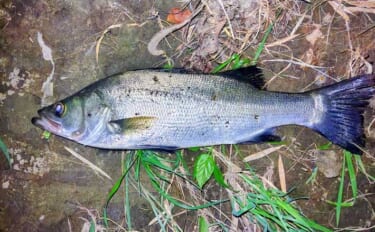 ベイトが消えた河川をどう釣る？　最後に狙った「足元」でヒラスズキ＆シー…