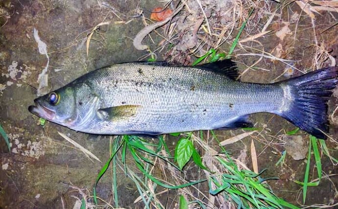 ベイトが消えた河川をどう釣る？　最後に狙った「足元」でヒラスズキ＆シーバスが連続ヒット