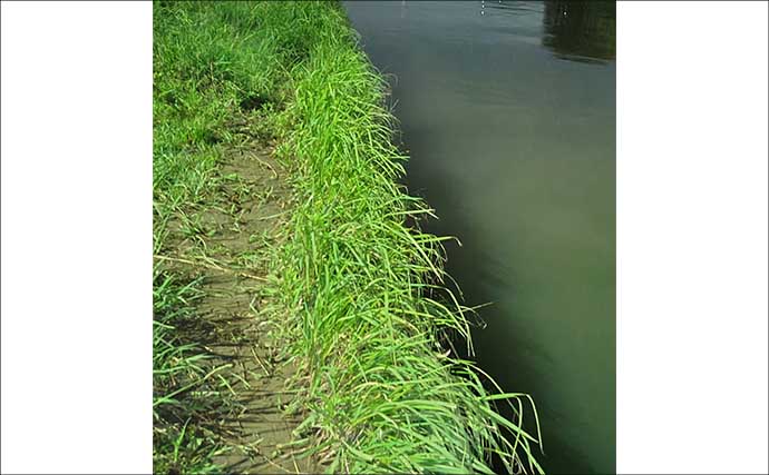 ベイトが消えた河川をどう釣る？　最後に狙った「足元」でヒラスズキ＆シーバスが連続ヒット