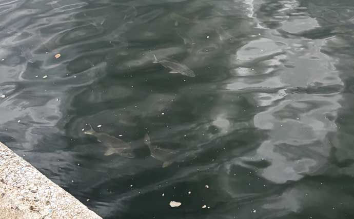 大阪湾奥のチニングで「見えチヌ」に苦戦　連日の雨による水潮で本命は無反応
