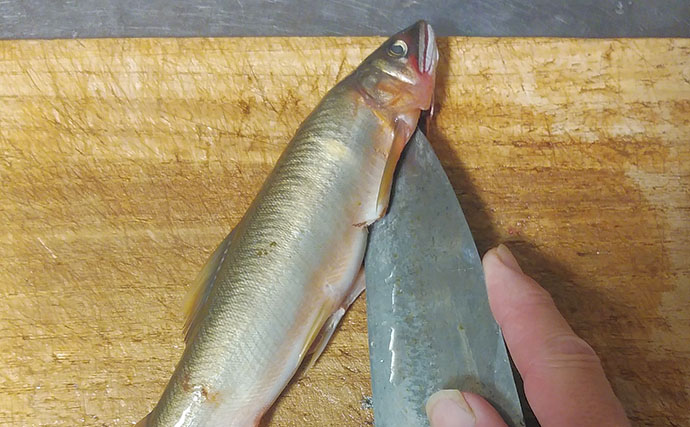 釣ったアユで作る「ちょい干し」レシピ　薄めの塩加減が最大のポイント！