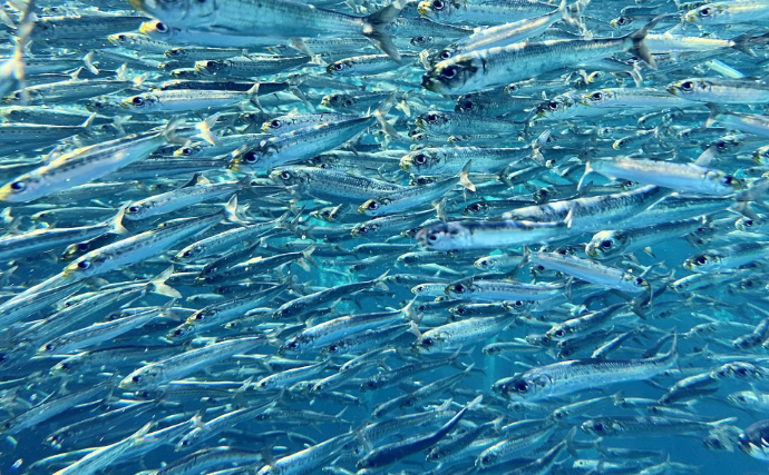 「食べられる部位」が分からないフグが増えている？ 海水温上昇で進む「雑種化」の怖さ