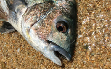 東京都心で増え続けるクロダイはますます身近な存在へ　気難しい魚のイメージは過去のもの？
