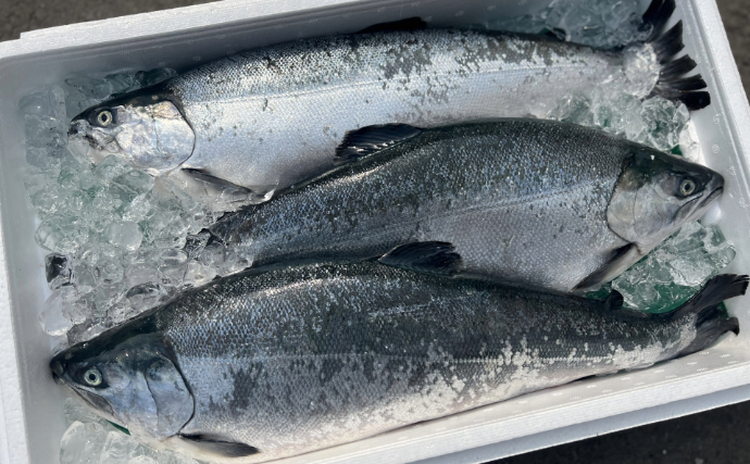 「暑さに強いギンザケ」が誕生！ 冷たい海を好む魚を日本で養殖するための切り札に？