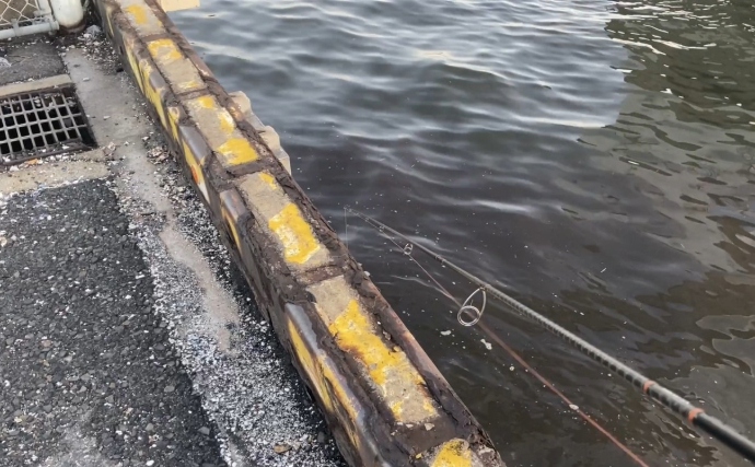 東京都心で増え続けるクロダイはますます身近な存在へ　気難しい魚のイメージは過去のもの？
