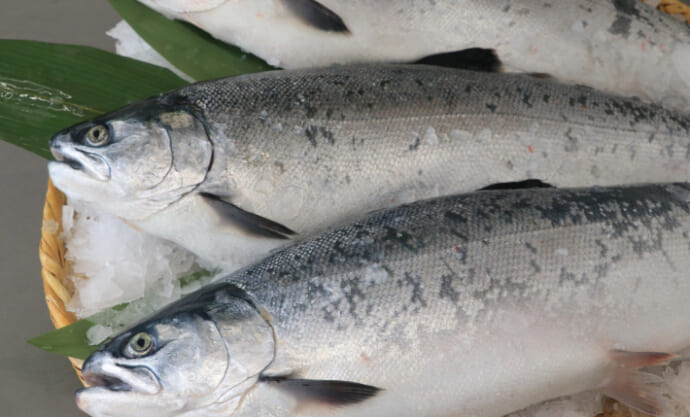「暑さに強いギンザケ」が誕生！ 冷たい海を好む魚を日本で養殖するための切り札に？