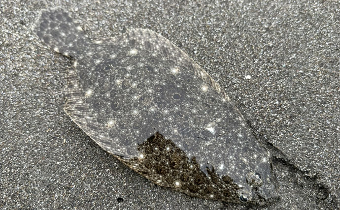 ライトタックル片手に釣り歩いたら何魚種釣れる？ 35cmヒラセイゴにアジ＆カマスも登場【三浦半島】