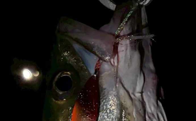 釣友6人でシーバス狙い＆キャンプ！ 夜まで釣って翌朝にはまさかの「大物」がヒット？【涸沼】