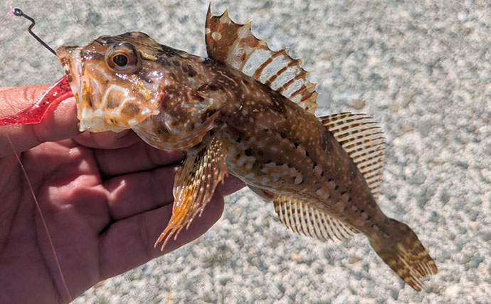 根魚狙いなのに「足元」で全く釣れない？ 沖の深場へフルキャストしてアオハタ17匹