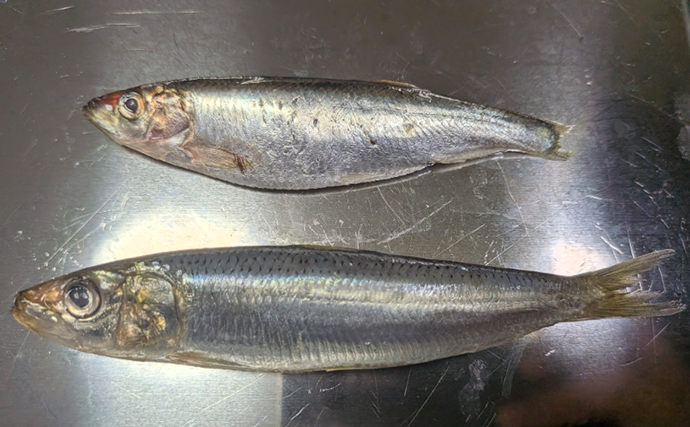 業務スーパー「バルト海いわし（248円）」がタチウオ釣りの優秀エサになるって本当？