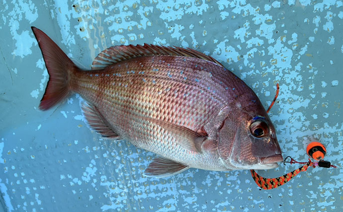 テンヤマダイ釣りでマダイ連打！【関門RYUSEI】　カサゴをいかに避けるかがキモ？