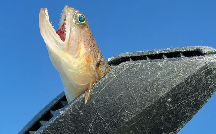 釣ったエソでタチウオが釣れた！？ ルアー＆テンヤ使い分けて一晩中ヒット継続【大阪湾】