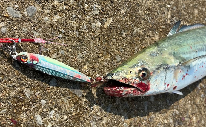 秋の青物シーズンが開幕【南港魚つり園】ブレード付きジグでサゴシをキャッチ！
