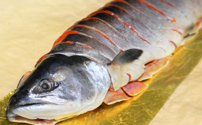 「暑さに強いギンザケ」が誕生！ 冷たい海を好む魚を日本で養殖するための切り札に？