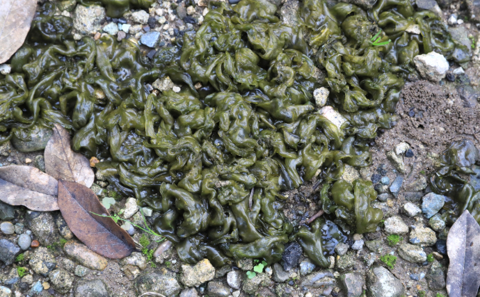 「キクラゲ」はキノコ、「山クラゲ」は野菜！　では「イシクラゲ」の正体は？