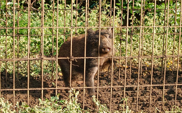 農業の現場で「ヒトデ」が活躍するワケとは？　害獣＆害虫防止に肥料としても有効