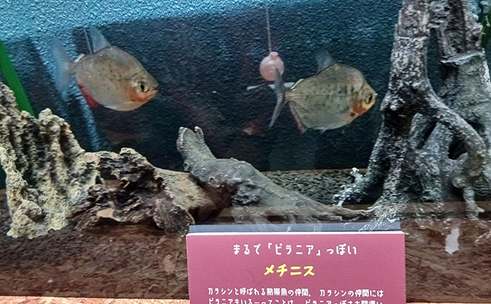 淡水大型魚の日本記録保持者が「さいたま水族館」へ！　憧れのコクレンを前に釘付け