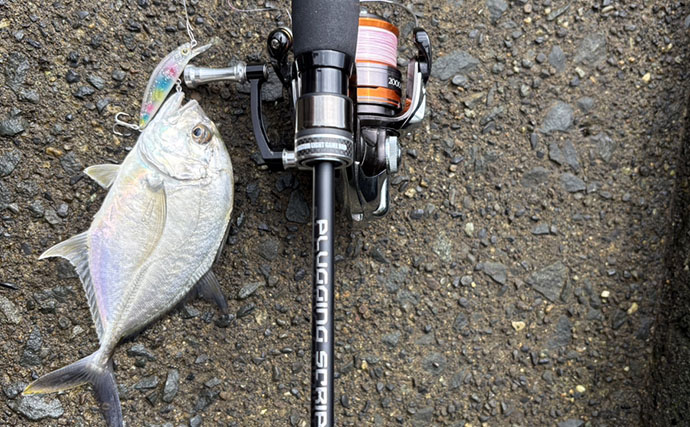 潮位が50cm上がるとメッキが消えた？ 上流へ移動すると再び魚影を発見【南伊豆】
