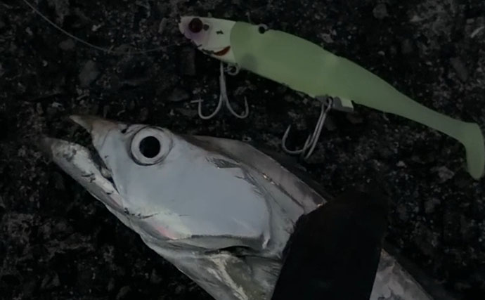 釣ったエソでタチウオが釣れた！？ ルアー＆テンヤ使い分けて一晩中ヒット継続【大阪湾】