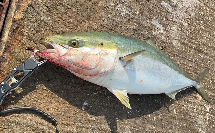 秋の青物シーズンが開幕【南港魚つり園】ブレード付きジグでサゴシをキャッチ！