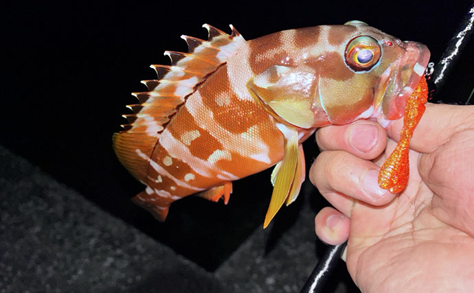 秋エギングでアオリイカ「4投4キャッチ」！ 夜の根魚狙いも楽しみ最終釣果は約30杯【大分】
