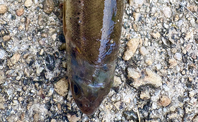 伝説の巨大魚「タキタロウ」が棲む大鳥池で魚探投入！ 画面に映った謎の「大型魚」の正体は？