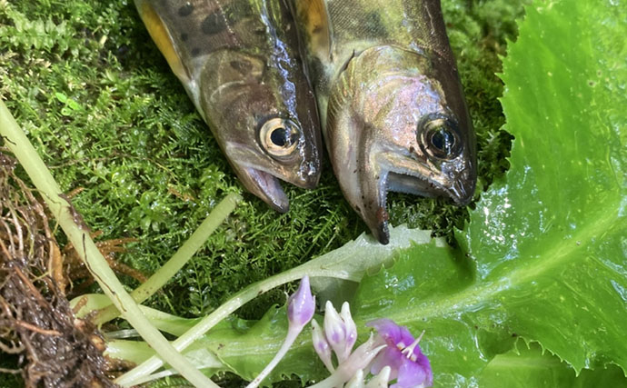 何度流しても食わない「スレたヤマメ」をどう釣る？ オモリを外した途端に18cmがヒット【奥多摩】