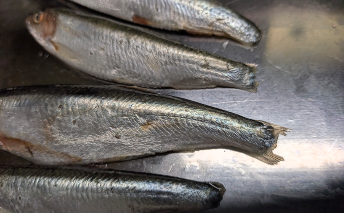 業務スーパー「バルト海いわし（248円）」がタチウオ釣りの優秀エサになるって本当？
