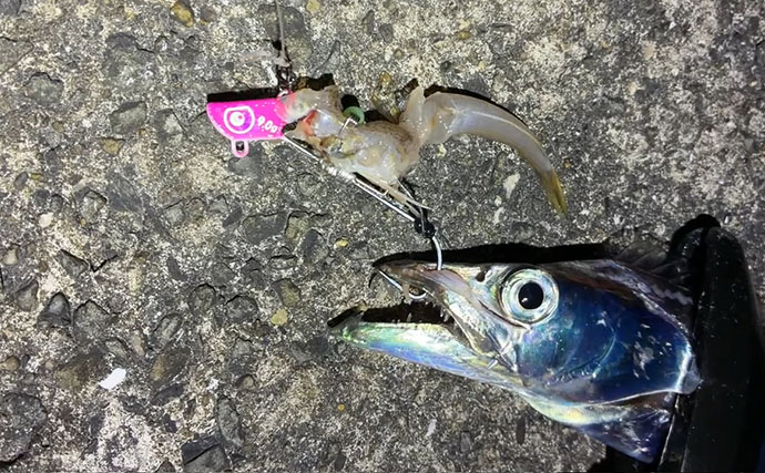 釣ったエソでタチウオが釣れた！？ ルアー＆テンヤ使い分けて一晩中ヒット継続【大阪湾】