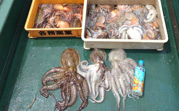 伊勢湾ボートエギタコ釣りで船中57匹と快調　岸壁ポイントでフィーバータイム到来