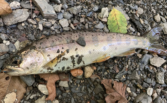 何度流しても食わない「スレたヤマメ」をどう釣る？ オモリを外した途端に18cmがヒット【奥多摩】