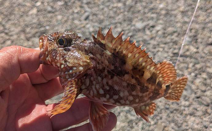 根魚狙いなのに「足元」で全く釣れない？ 沖の深場へフルキャストしてアオハタ17匹