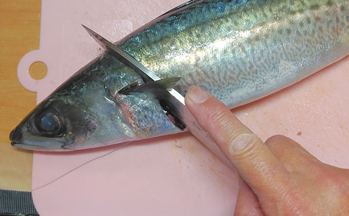 釣魚で作る「保存食」レシピ：冷凍しめサバ　少量の塩に酢をたっぷり