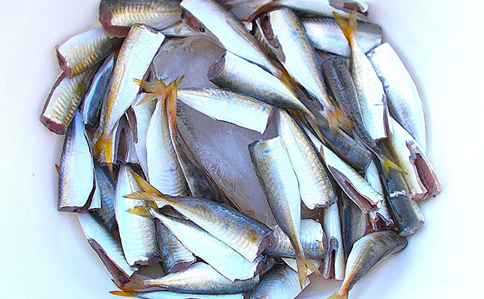 のませ釣りの「エサ確保」が実は面白い！　小アジを探していたらついつい50匹キャッチ