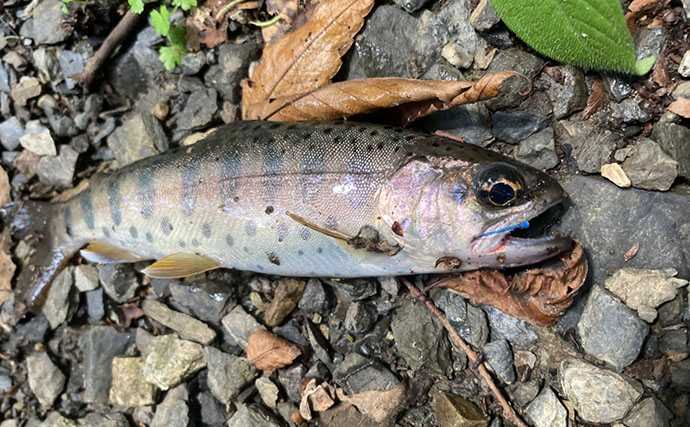 何度流しても食わない「スレたヤマメ」をどう釣る？ オモリを外した途端に18cmがヒット【奥多摩】