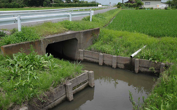 秋のマブナ釣り入門　小ブナの数釣りに適した仕掛け・エサ・ポイント・釣り方を解説