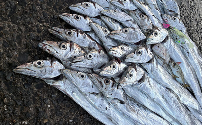 釣ったエソでタチウオが釣れた！？ ルアー＆テンヤ使い分けて一晩中ヒット継続【大阪湾】