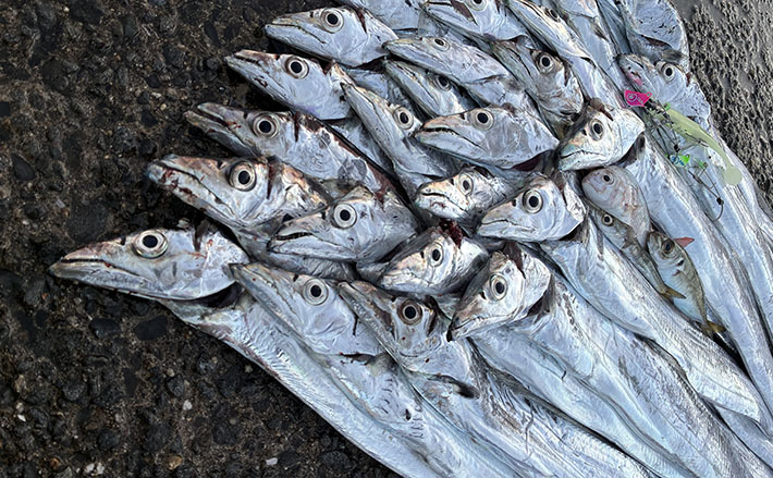 釣ったエソでタチウオが釣れた！？ ルアー＆テンヤ使い分けて一晩中ヒット継続【大阪湾】