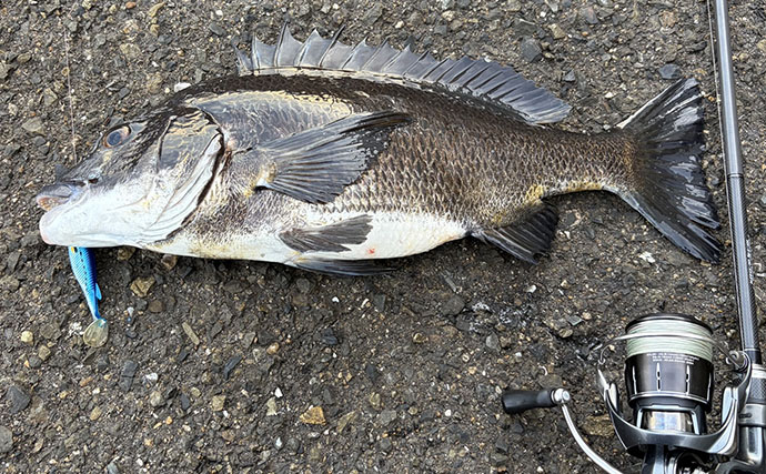 チニングで釣れる時間帯はいつ？ 潮回り・マヅメ・過去の釣果から狙い時を見つける方法
