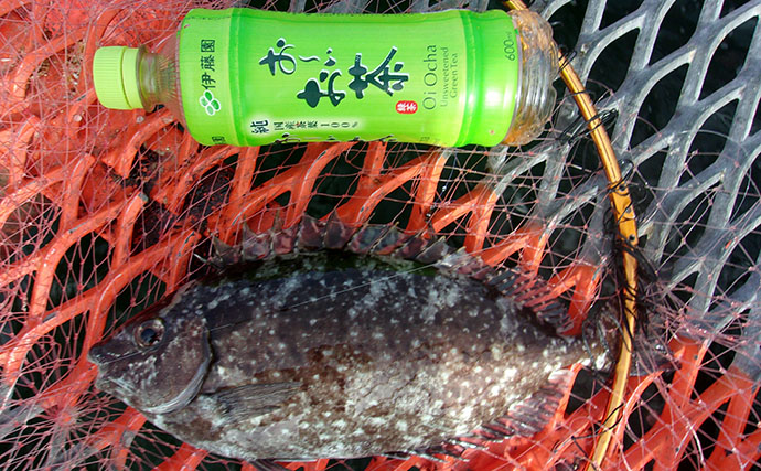 「小アジが全く釣れない…」 狙いと仕掛けを変えたら34cmウマヅラハギ登場！【須磨海づり公園】