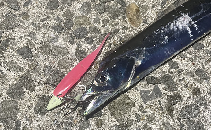 ショアからタチウオを狙ったけど…  「回遊待ち」に疲れて沖釣りを考えたワケ