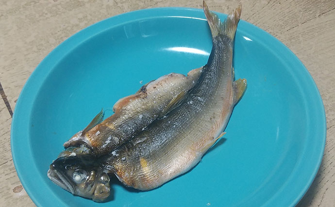 釣ったアユで作る「ちょい干し」レシピ　薄めの塩加減が最大のポイント！