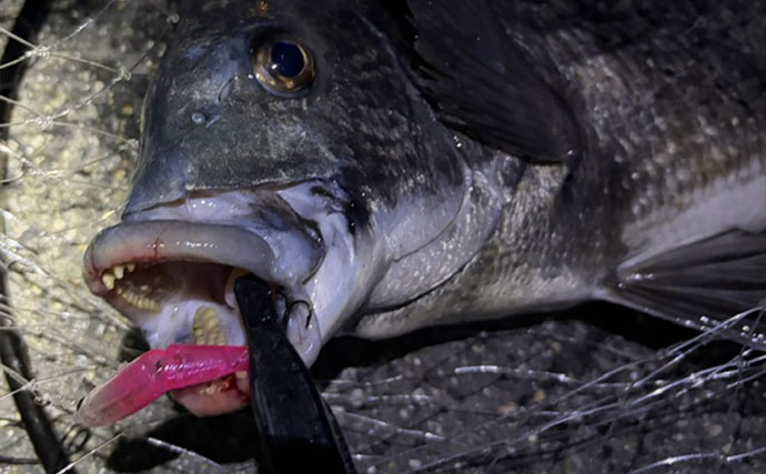 スレた＆低活性のチヌ攻略法　魚視点の「食べやすさ」を意識したルアー選択が重要